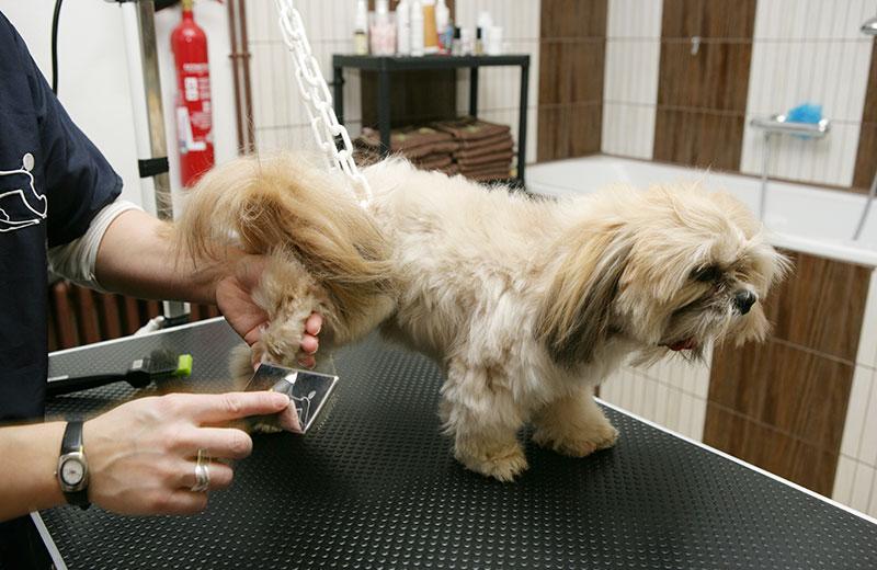 Image of How to be a Professional Dog Groomer: Training, Qualifications, and Starting a Business